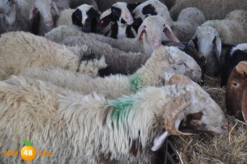 mal7ama lud 929 (11).JPG